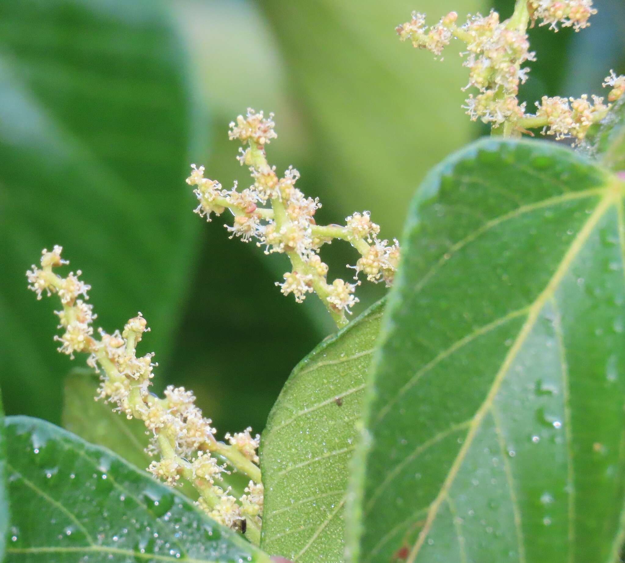 Macaranga capensis (Baill.) Sim的圖片