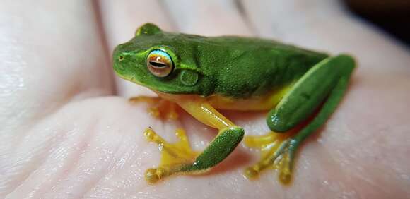 Image of Dainty Green Tree Frog