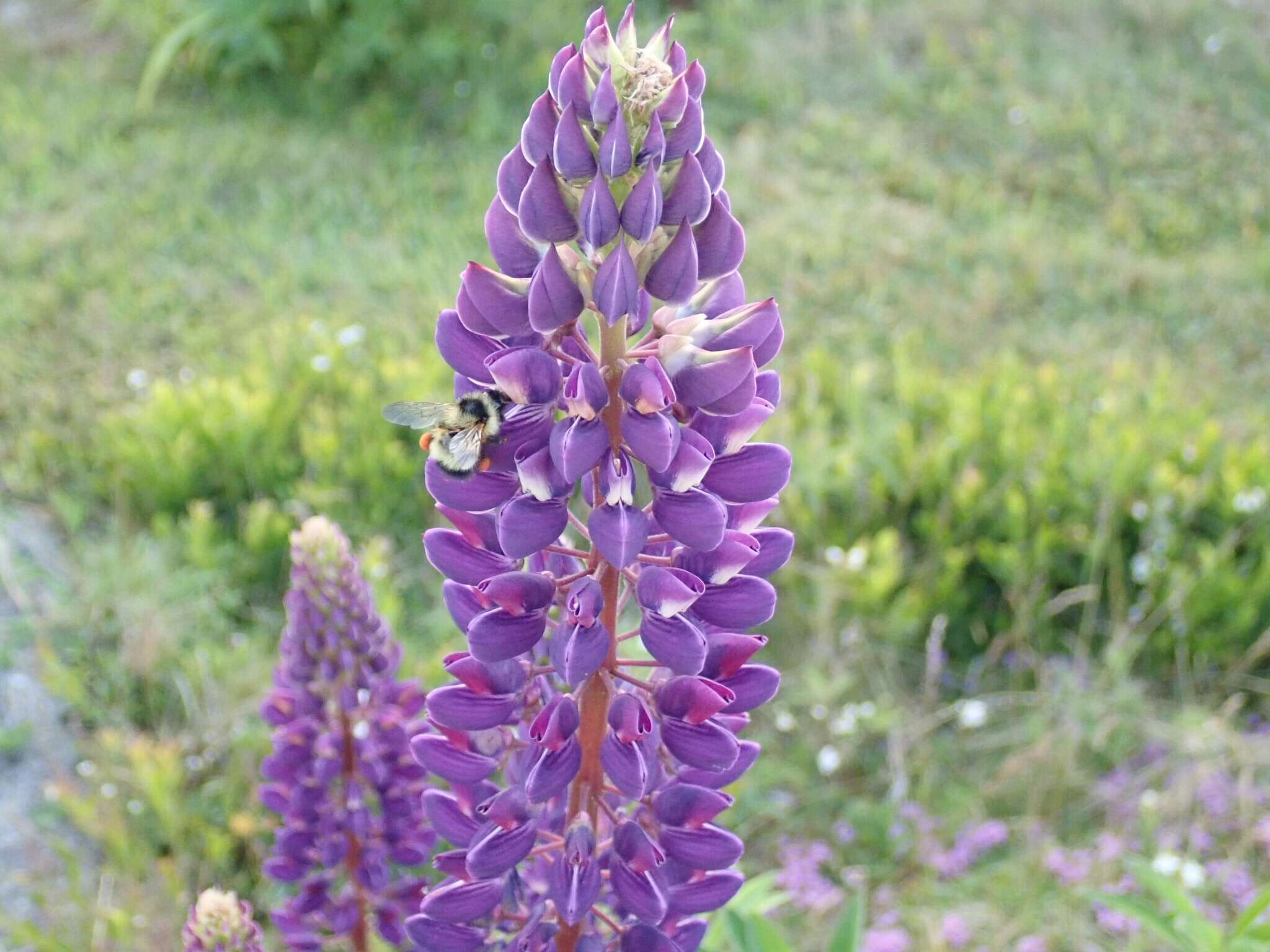 Imagem de Bombus vagans bolsteri Franklin 1913