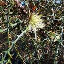 Image de Banksia wonganensis (A. S. George) A. R. Mast & K. R. Thiele