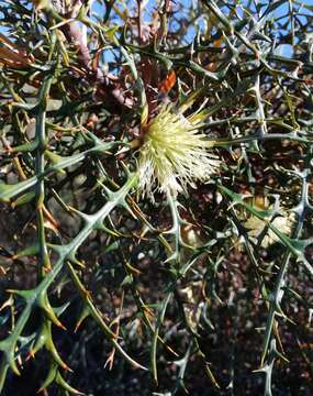 Image of Banksia wonganensis (A. S. George) A. R. Mast & K. R. Thiele