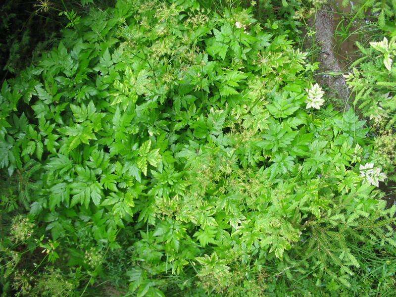 Image of Chaerophyllum hirsutum L.