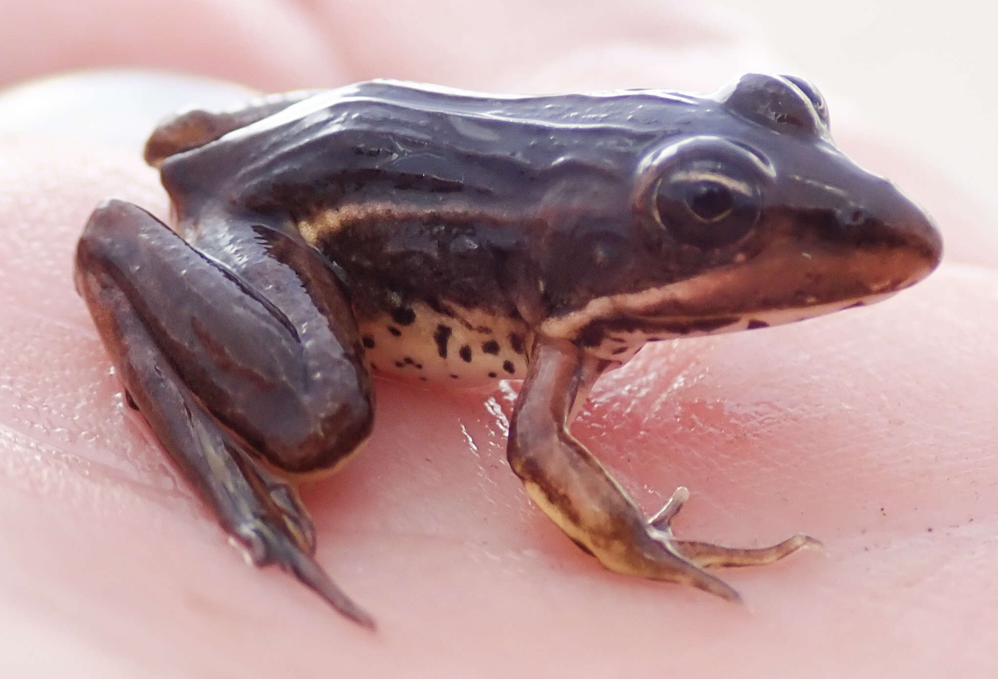 Image of Ptychadena subpunctata (Bocage 1866)