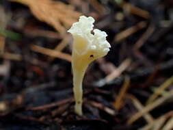 Image of Clavicorona taxophila (Thom) Doty 1947