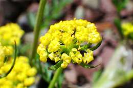 Imagem de Lomatium sandbergii (Coult. & Rose) Coult. & Rose