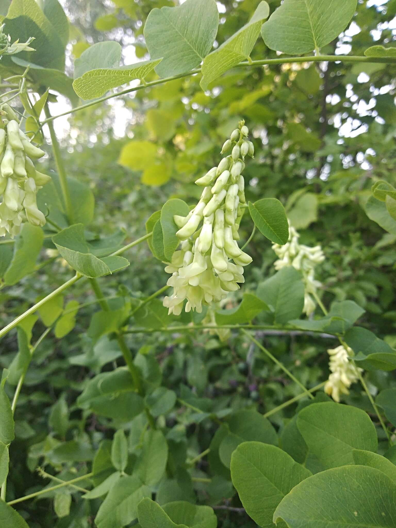 Imagem de Vicia pisiformis L.