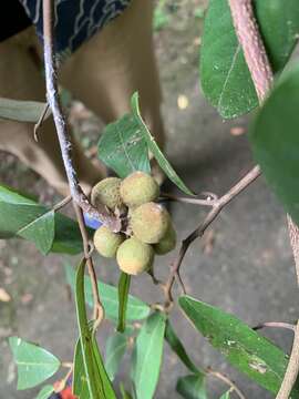 Fissistigma oldhamii (Hemsl.) Merr. resmi