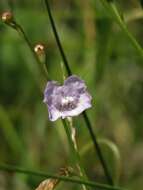 Image of saltmarsh false foxglove