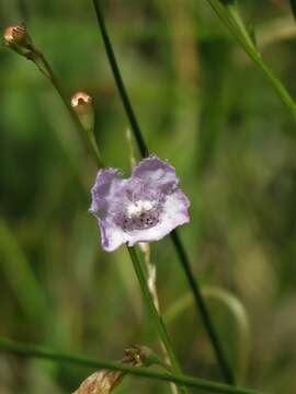 Image of saltmarsh false foxglove