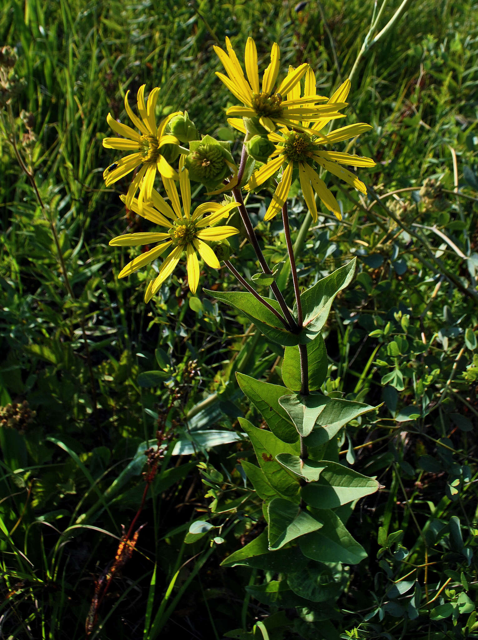 Silphium integrifolium Michx. resmi