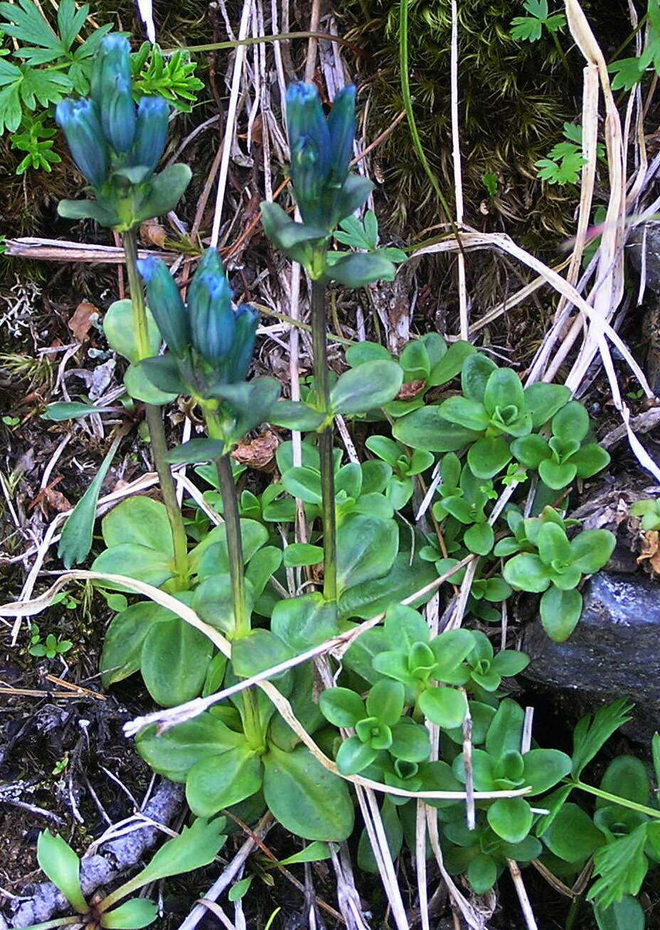 صورة Gentiana glauca Pall.