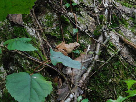 Image of Japanese Brown Frog