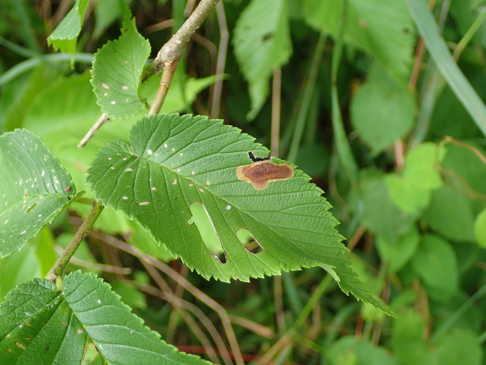 Image of Cameraria ulmella (Chambers 1871)