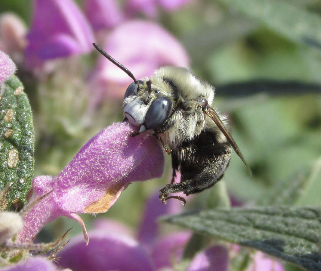 صورة Anthophora ponomarevae Brooks 1988