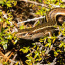 Image de Oligosoma burganae Chapple, Bell, Chapple, Miller, Daugherty & Patterson 2011