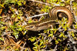 Image of Burgan skink