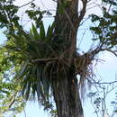 Image of Tillandsia paniculata (L.) L.