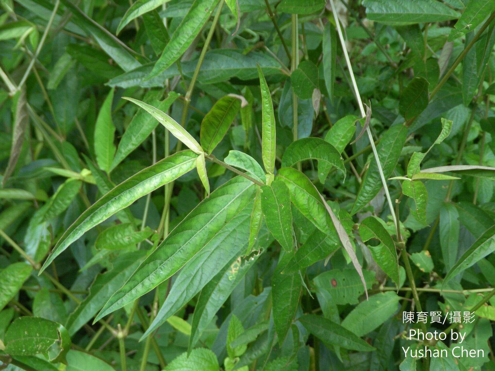 Image of Achyranthes longifolia (Makino) Makino