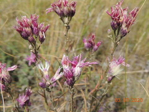 Image of Jurinea multiflora (L.) B. Fedtsch.