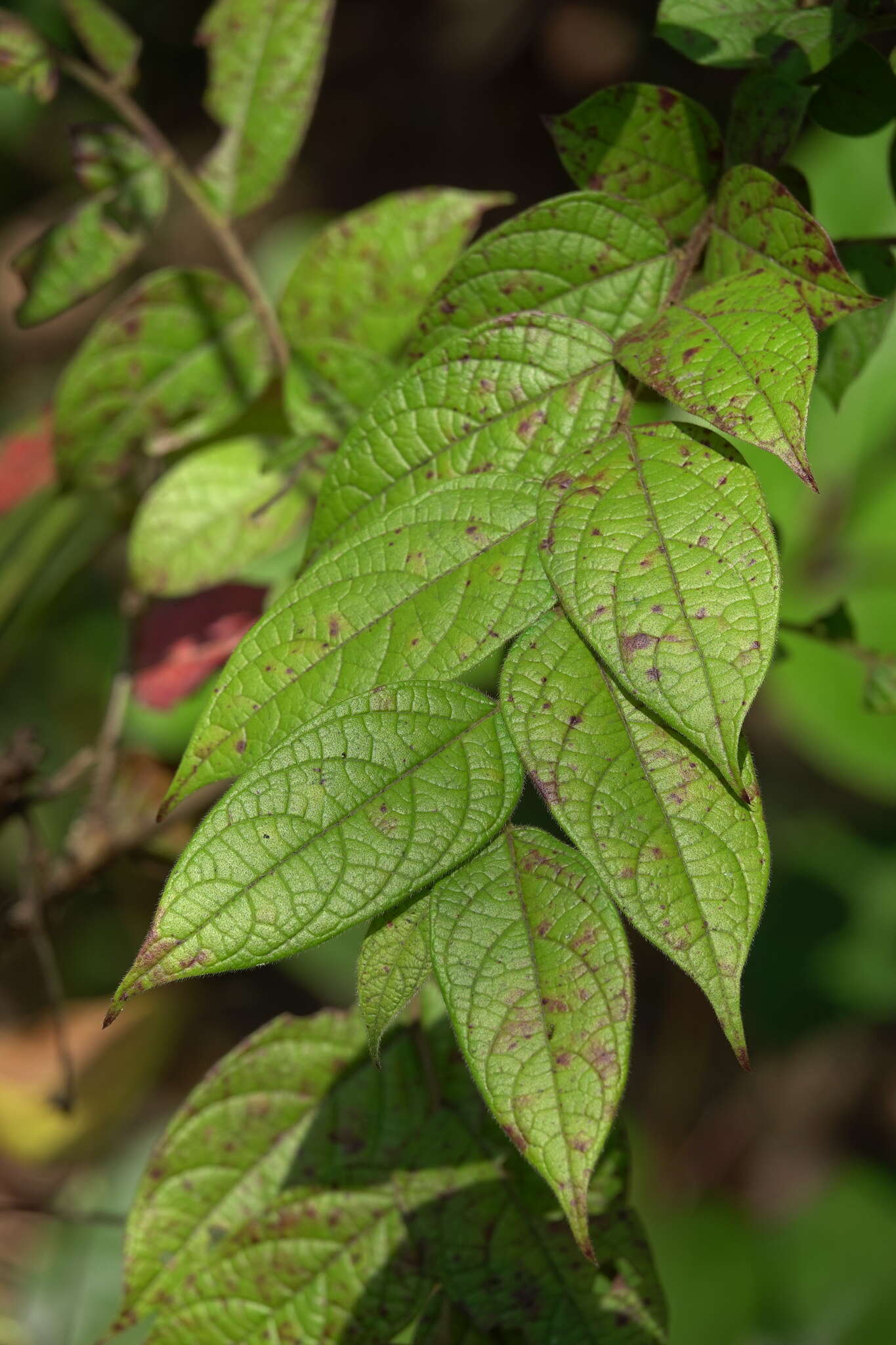 Image of Phyllanthus eriocarpus (Champ. ex Benth.) Müll. Arg.