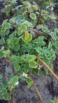 Image of Plectranthus madagascariensis (Pers.) Benth.