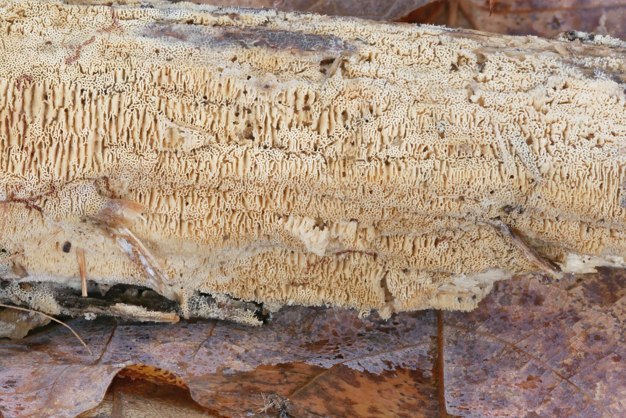 Image of Xylodon ovisporus (Corner) Riebesehl & Langer 2017