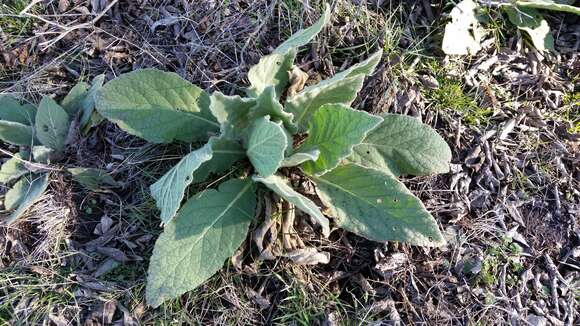 Image of Great Mullein