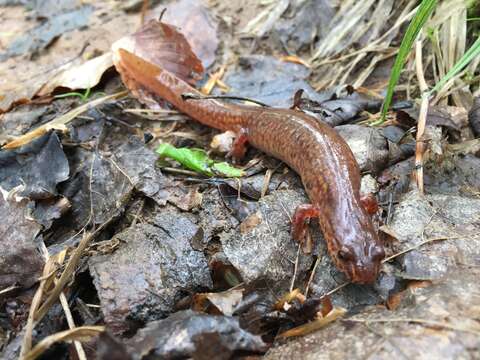 Image de Gyrinophilus porphyriticus porphyriticus