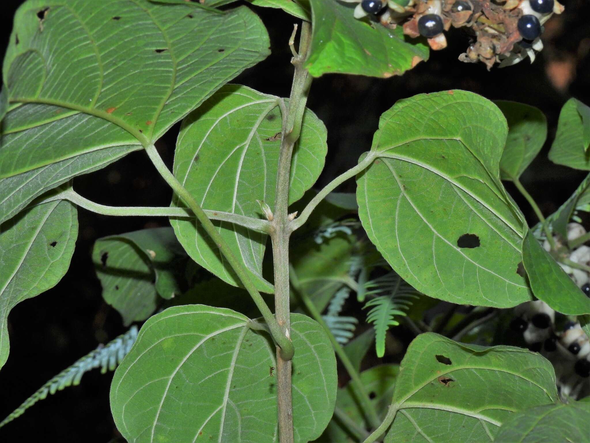Image of Clerodendrum villosum Blume