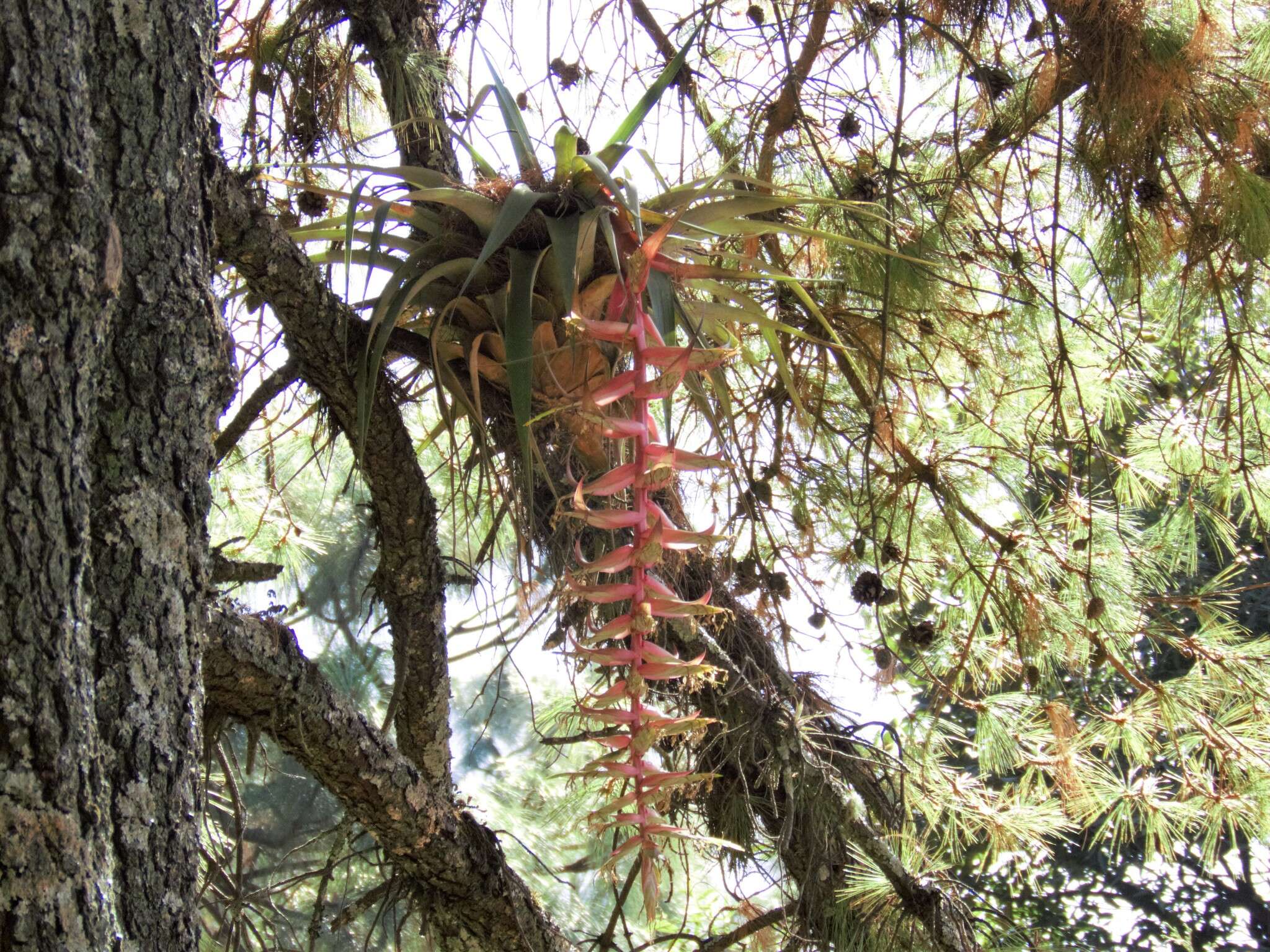 Image of Tillandsia prodigiosa (Lem.) Baker