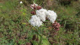Image of Stevia monardifolia Kunth