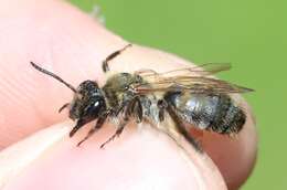 Image of Andrena synadelpha Perkins 1914