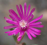 Imagem de Drosanthemum lique (N. E. Br.) Schwant.