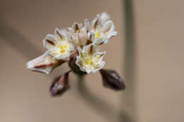 صورة Eriogonum tenellum Torrey