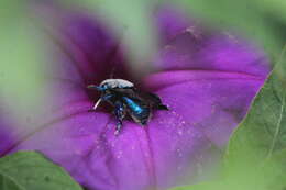 Plancia ëd Eufriesea caerulescens (Lepeletier 1841)