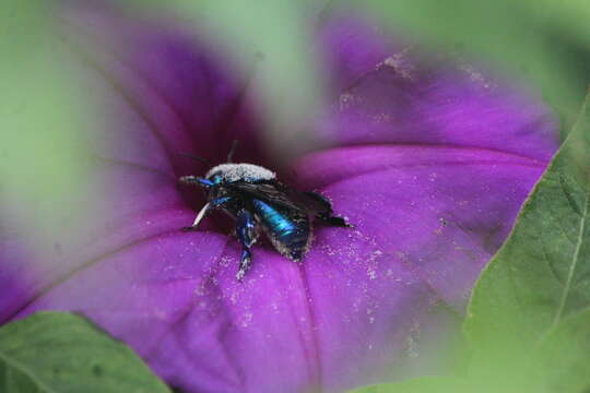 Plancia ëd Eufriesea caerulescens (Lepeletier 1841)