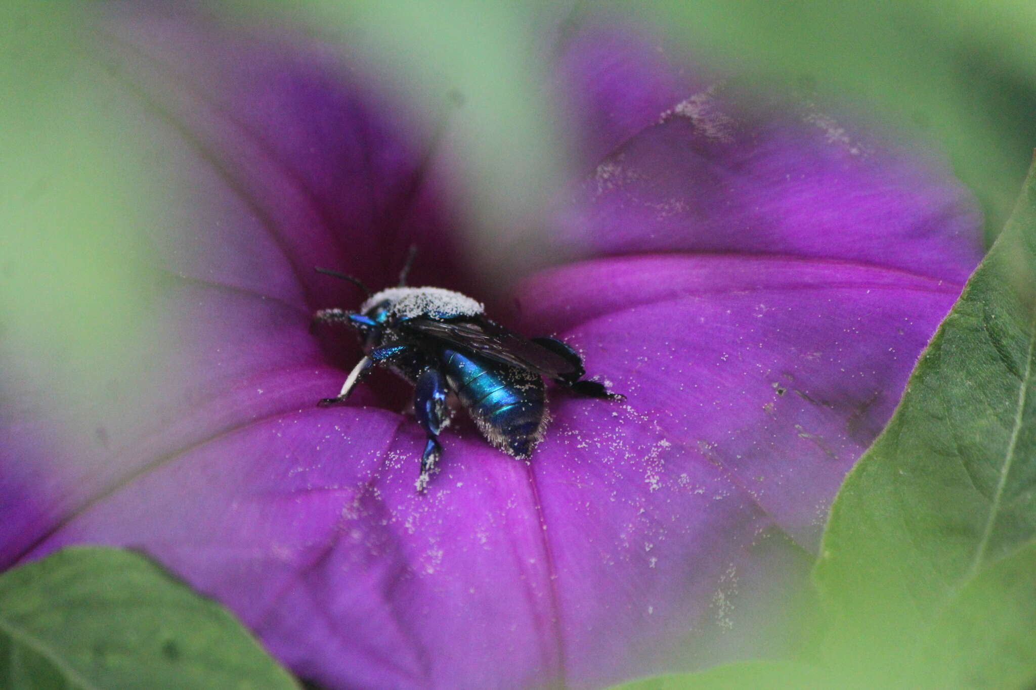 Plancia ëd Eufriesea caerulescens (Lepeletier 1841)