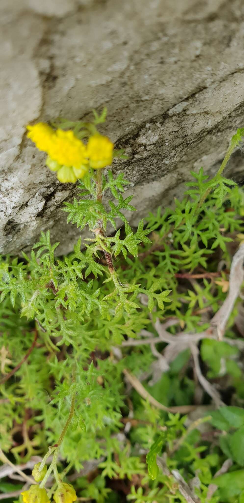 Image de Hippia pilosa (Berg.) Druce