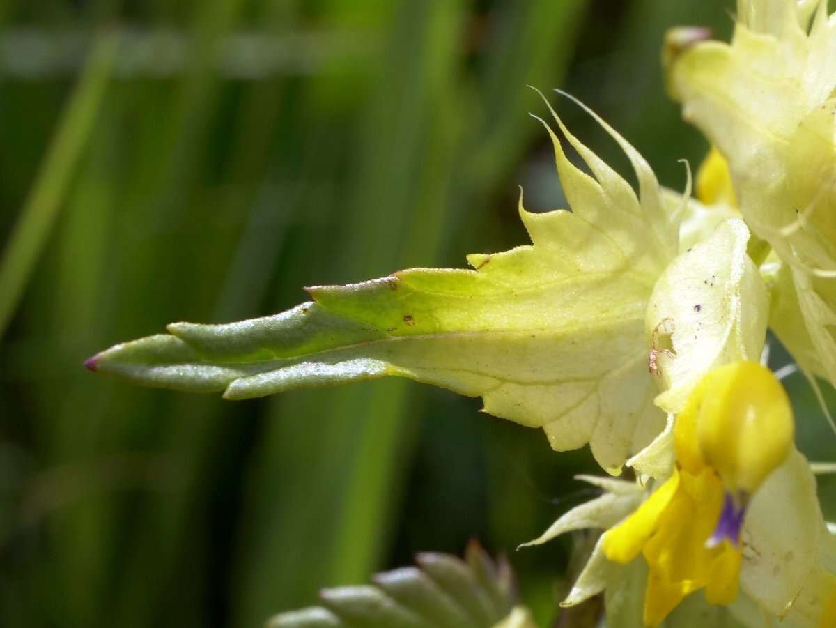 Image of Rhinanthus glacialis Personn.