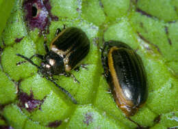 Image of Yellow-margined Leaf Beetle