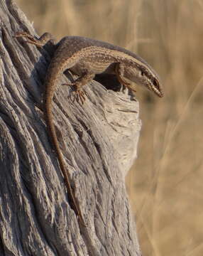 Image of Kalahari Tree Skink