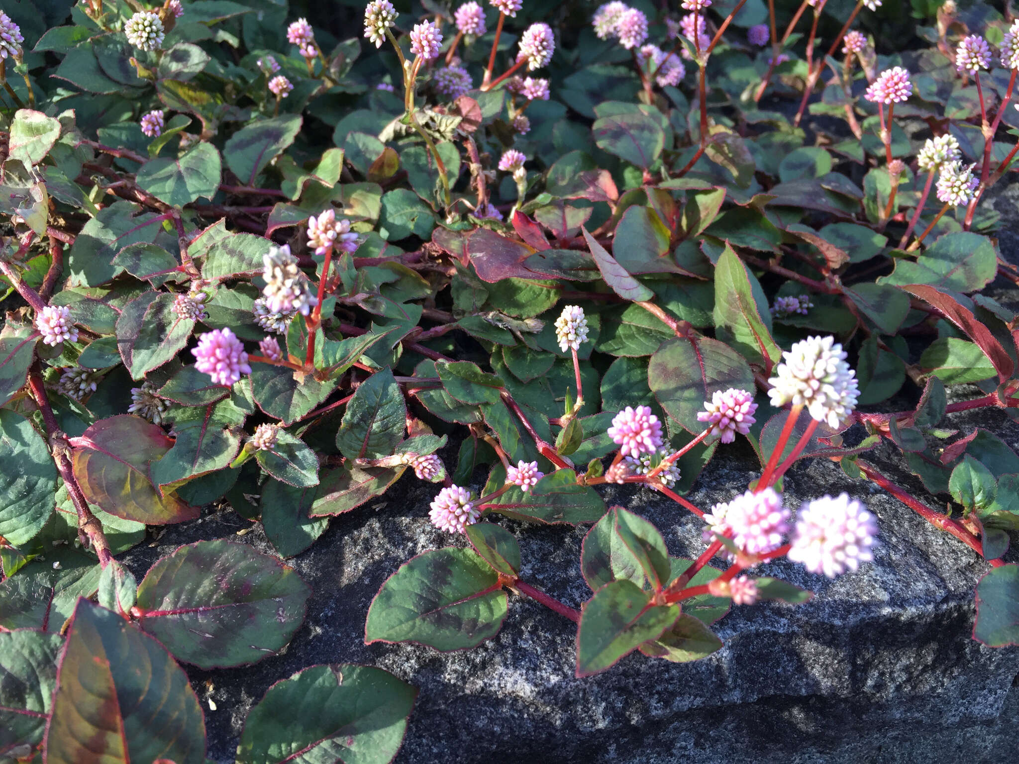 Imagem de Persicaria capitata (Buch.-Ham. ex D. Don) H. Gross