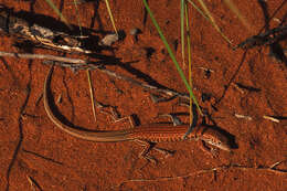 Image of Ctenotus brooksi (Loveridge 1933)