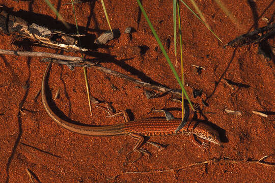 Image of Ctenotus brooksi (Loveridge 1933)