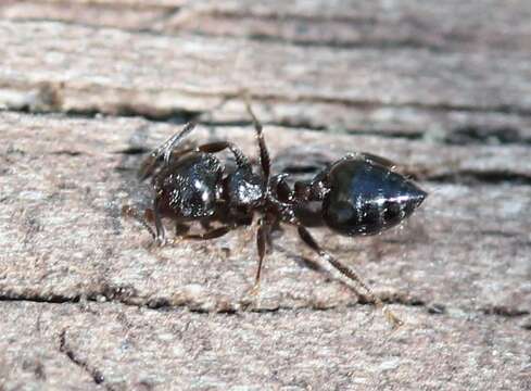 Image of Crematogaster ashmeadi Mayr 1886