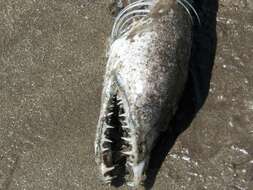 Image of Fangjaw eel