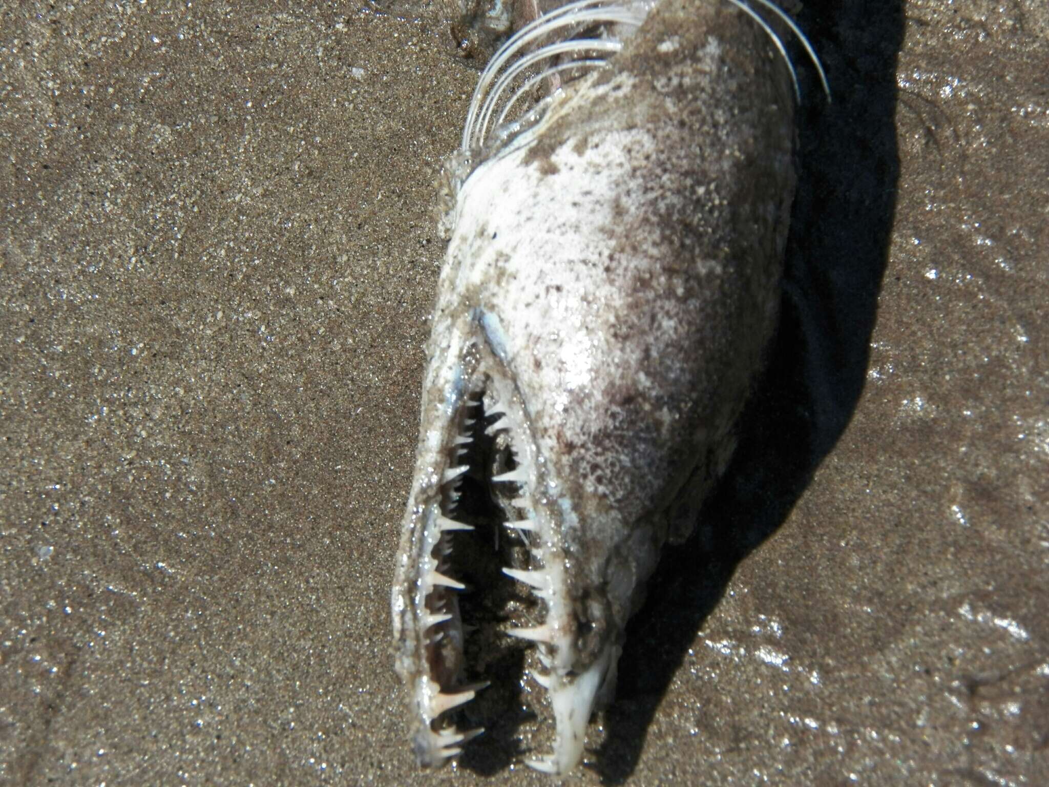 Image of Fangjaw eel