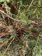 Image de Astragalus bisulcatus var. haydenianus (A. Gray) Barneby