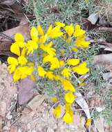 Image de Ulex argenteus subsp. argenteus