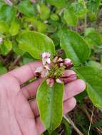 Image of Gold Coast jasmine